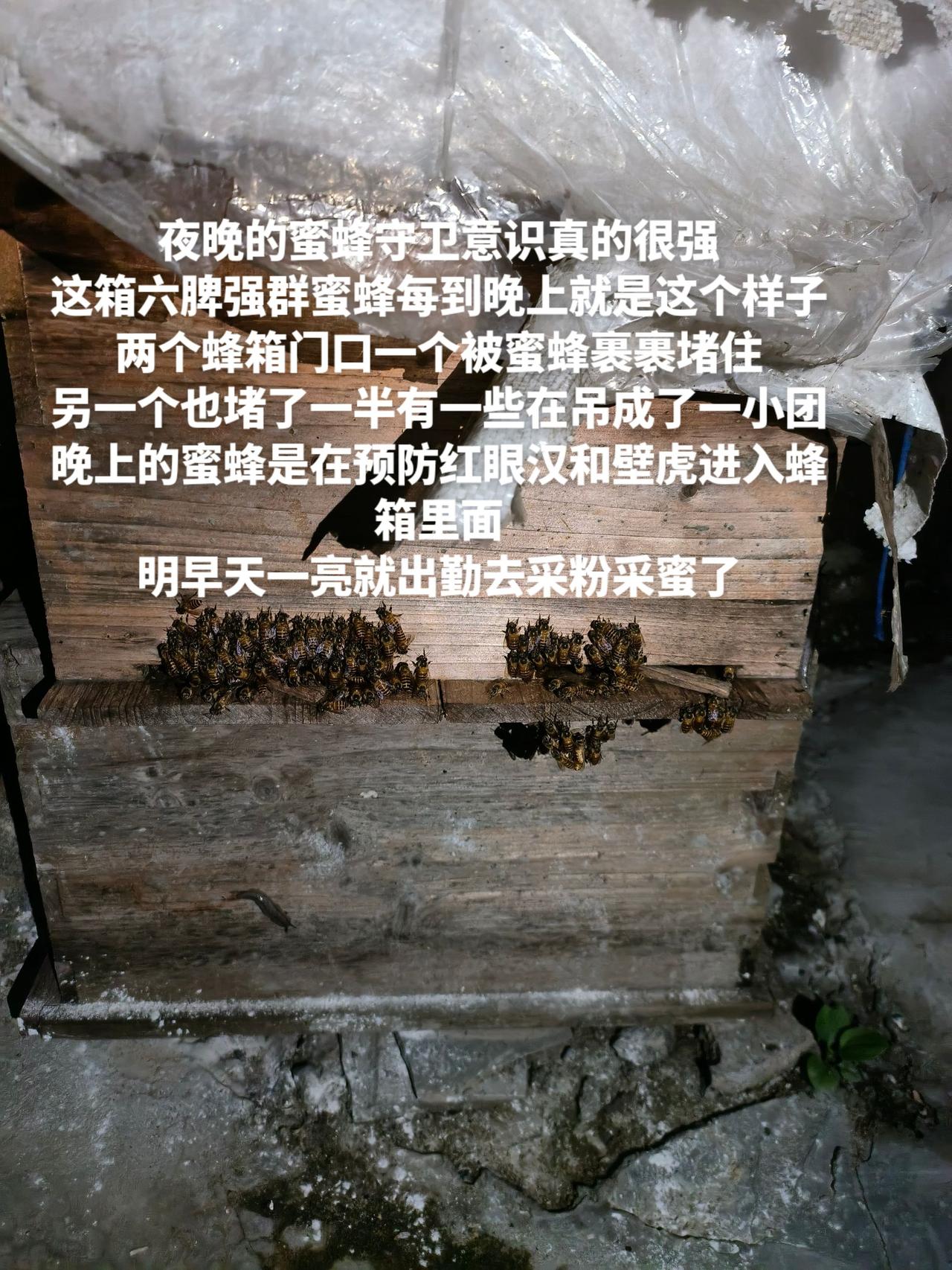 夜晚的蜜蜂守卫意识真的很强
这箱六脾强群蜜蜂每到晚上就是这个样子
两个蜂箱门口一