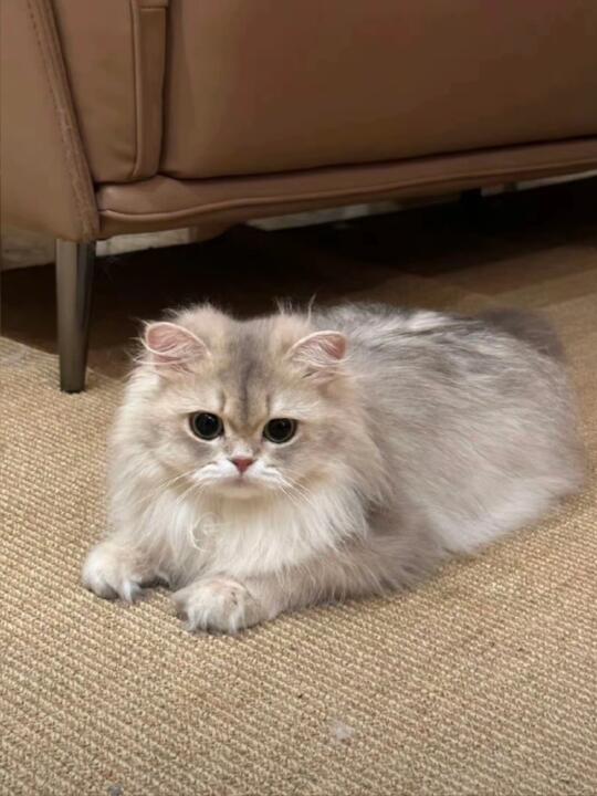 nana真是又甜又美的少女猫猫🥰