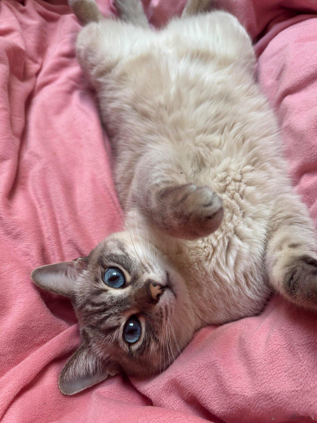 猫眼石的现实版 ​​​