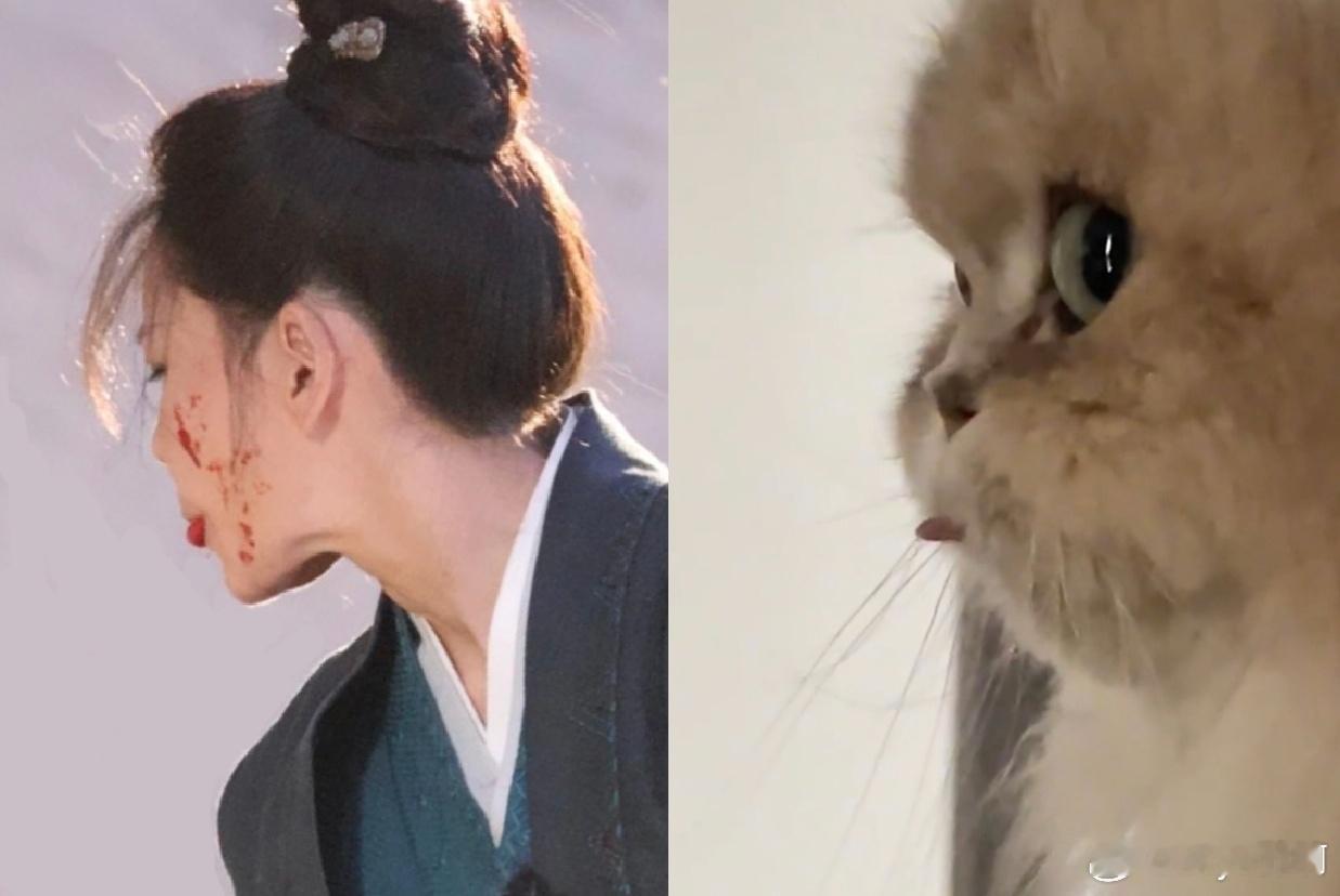小猫吐舌头😋 ​​​
