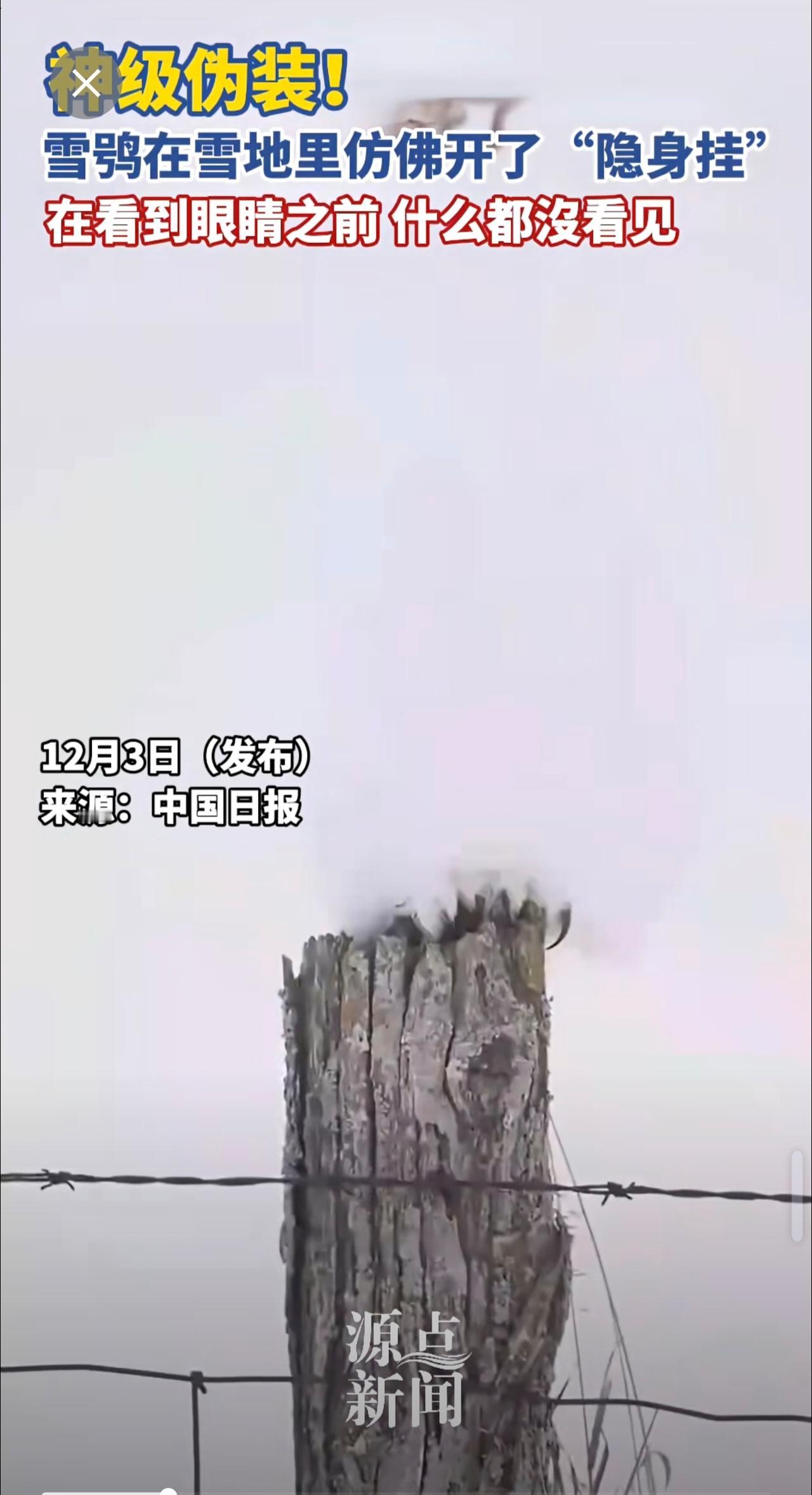 神级伪装！雪鸮在雪地里仿佛开了“隐身挂”，在看到眼睛之前什么都没看见。