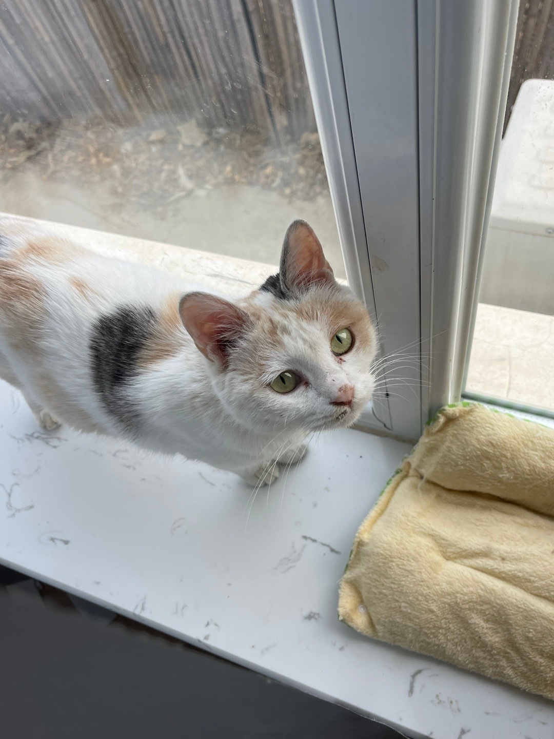 我的花园我的猫 昨晚给三彩妹子洗澡了，很乖。吹干后，越来越活泼， 