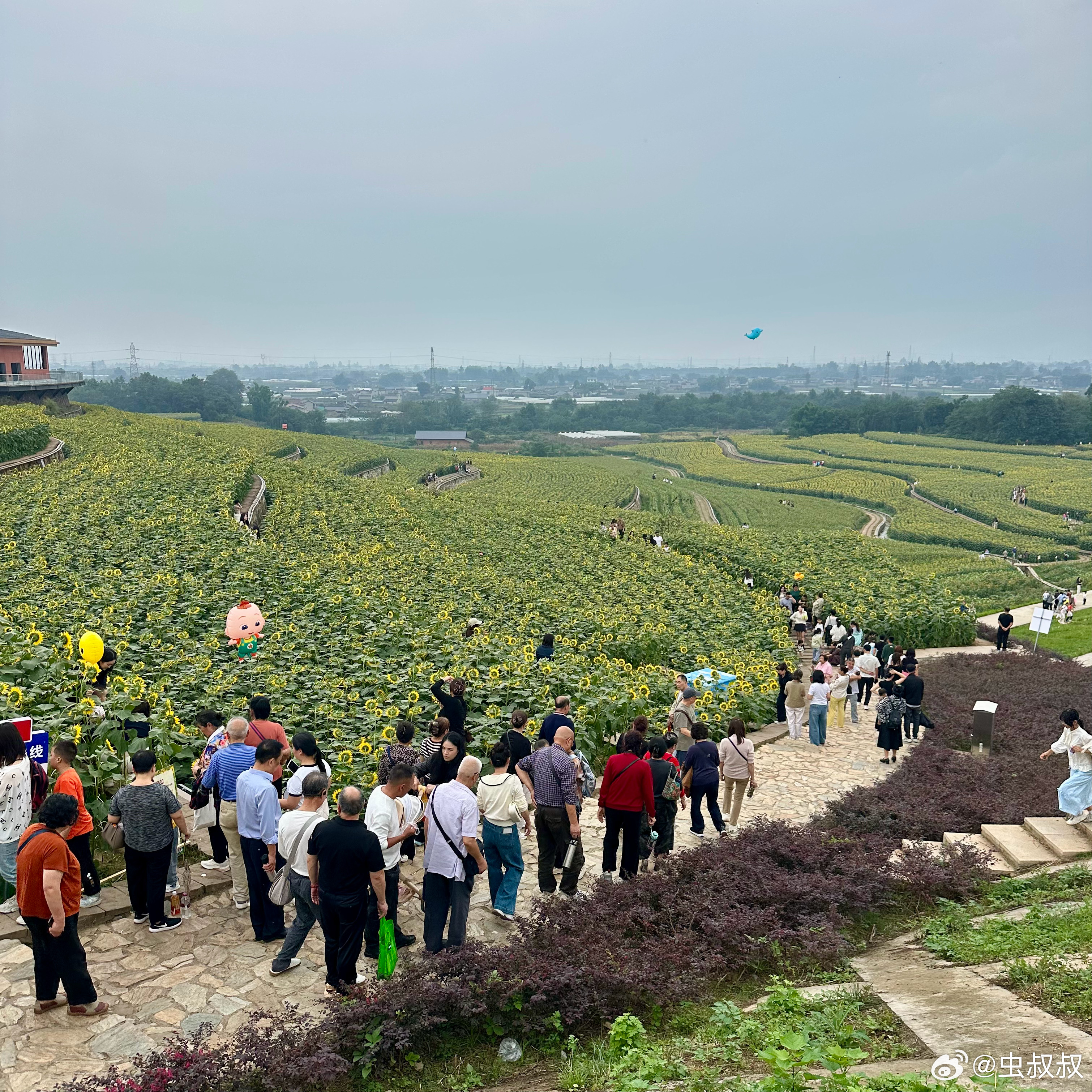 赶上了峨眉人民的时髦，到峨秀湖大坝上看向日葵🌻  ​​​