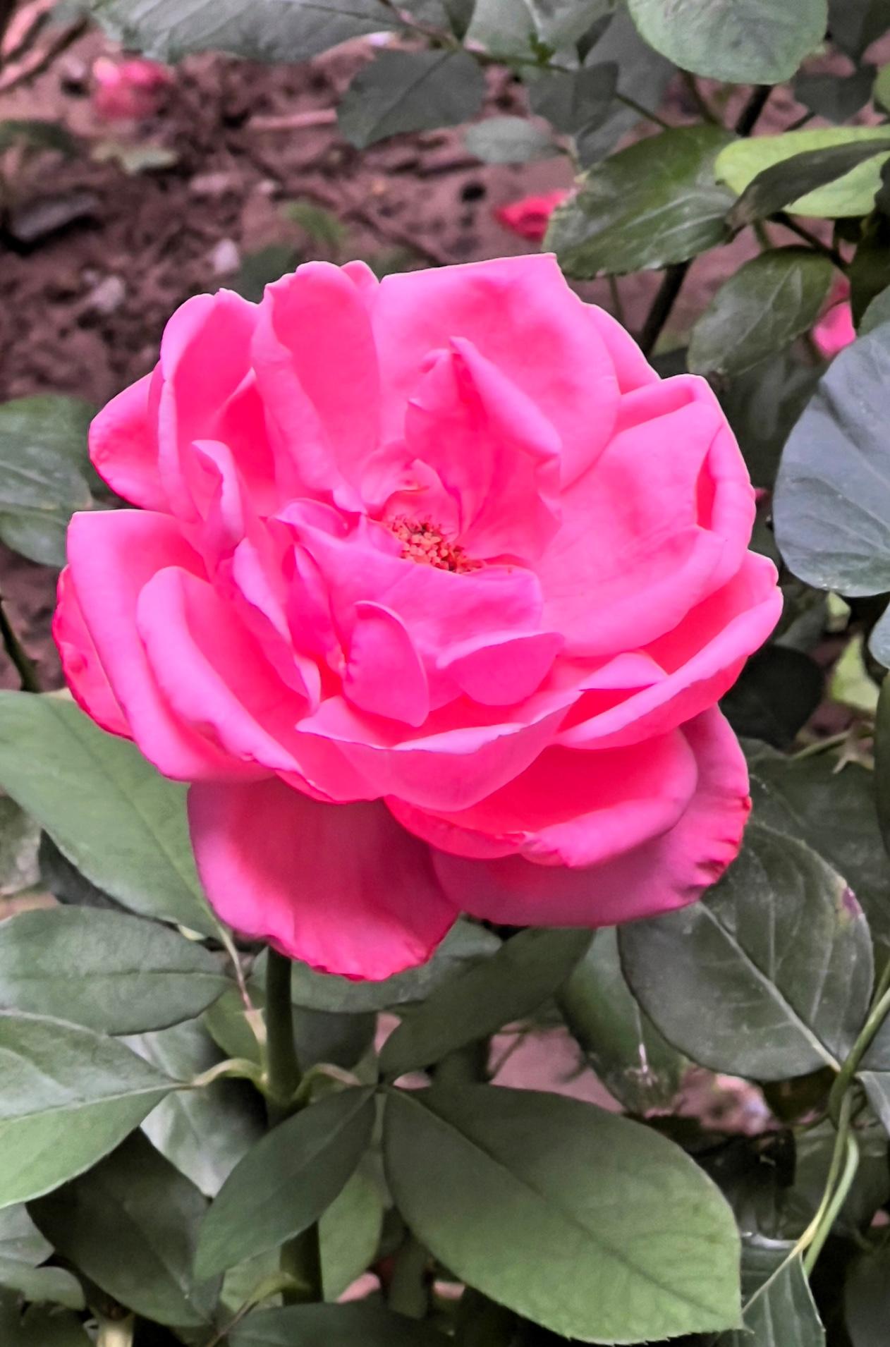 绝美花朵随手拍