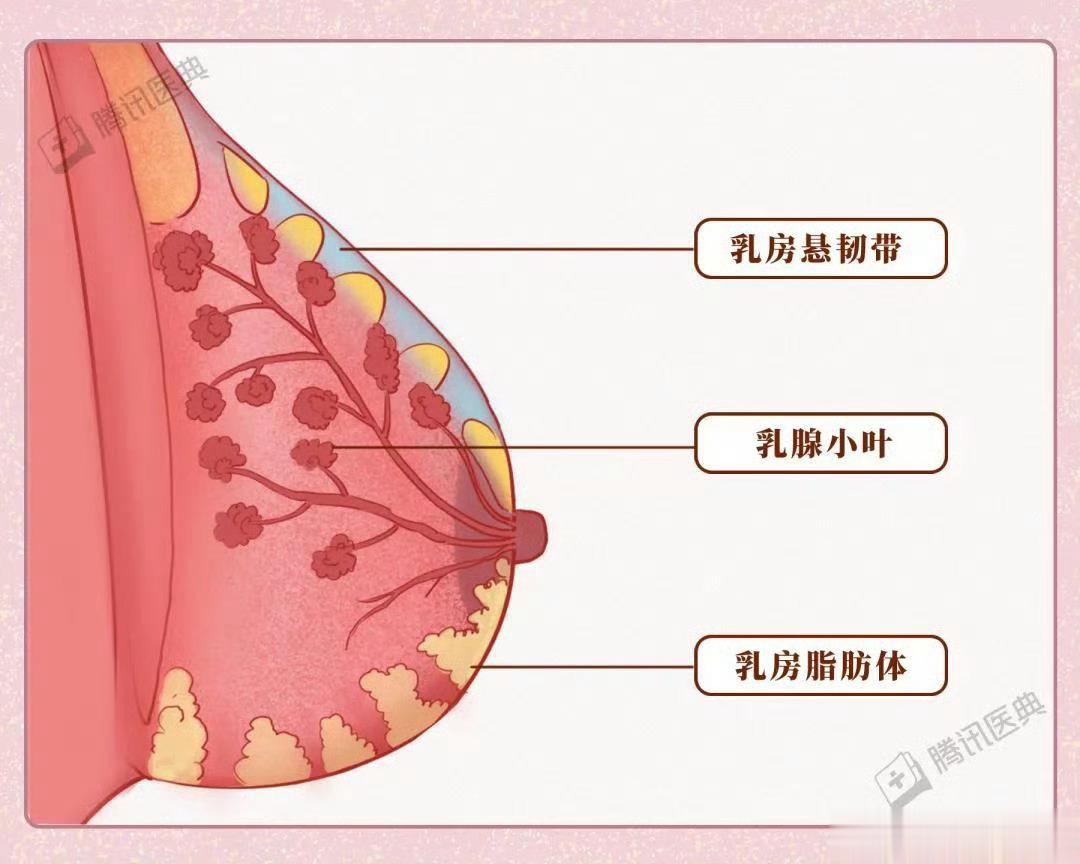 不穿内衣，真的不会让胸下垂！在享受不穿内衣的自由时，有不少女生担心不穿内衣，会导