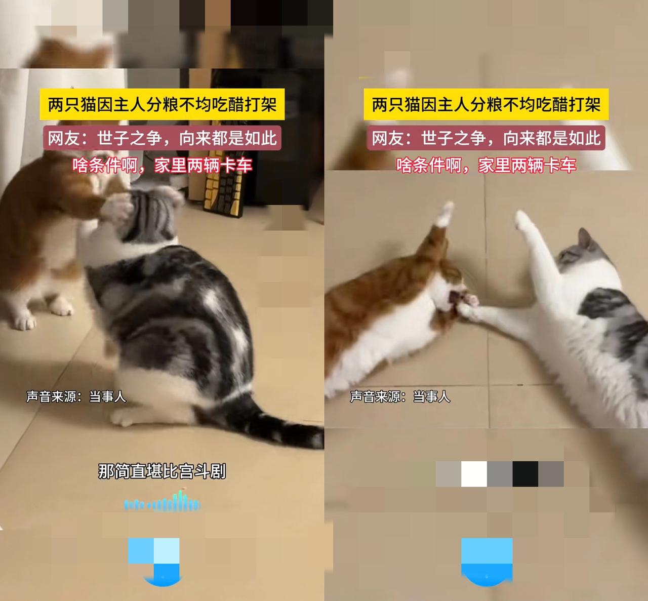 现在的猫哪是宠物啊，简直是揣着小心思的“戏精”！
       河南这位女生家的