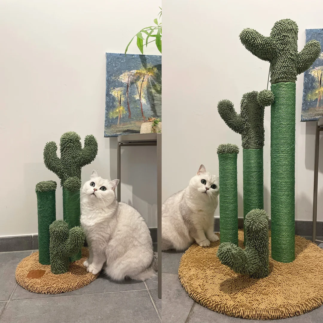 绵绵：我的仙人掌🌵怎么变这么大