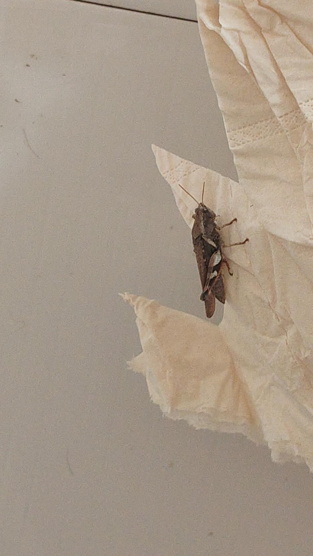 这只蚱蜢跑到纸巾上，看似只是个不起眼的小虫子，可很多人根本没意识到，这种看似“人