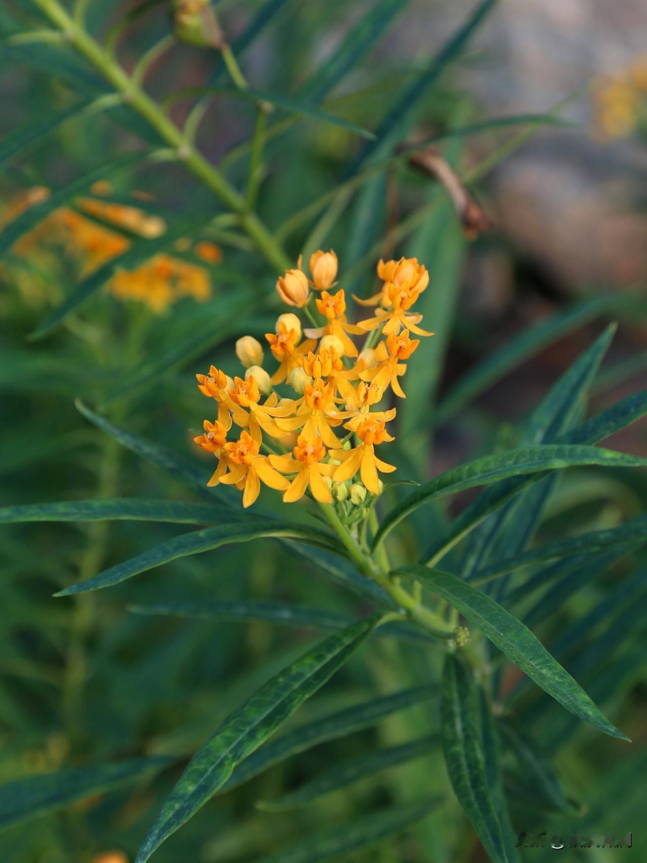 莲生桂子，第一次见到这种花是在成都的郊区，两年前的事了。那时候见到的是黄红配色的