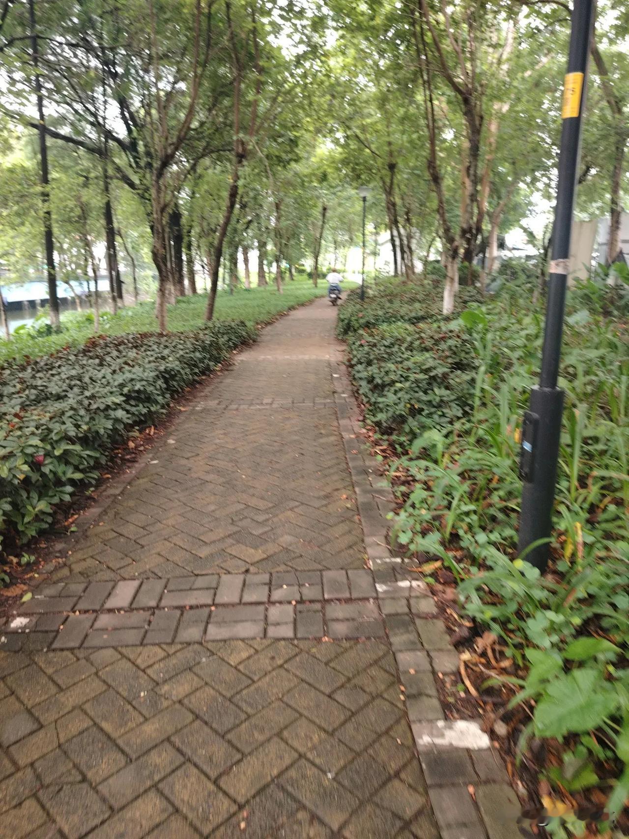 我们附近有个湿地公园，但这个湿地公园基本上人很少过来，今天我过来湿地公园这边散步