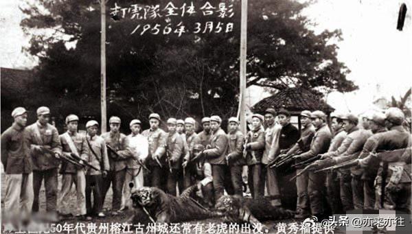 老照片欣赏：上世纪50 - 60年代，我国华南各地常有老虎出没，对人畜生命安全构