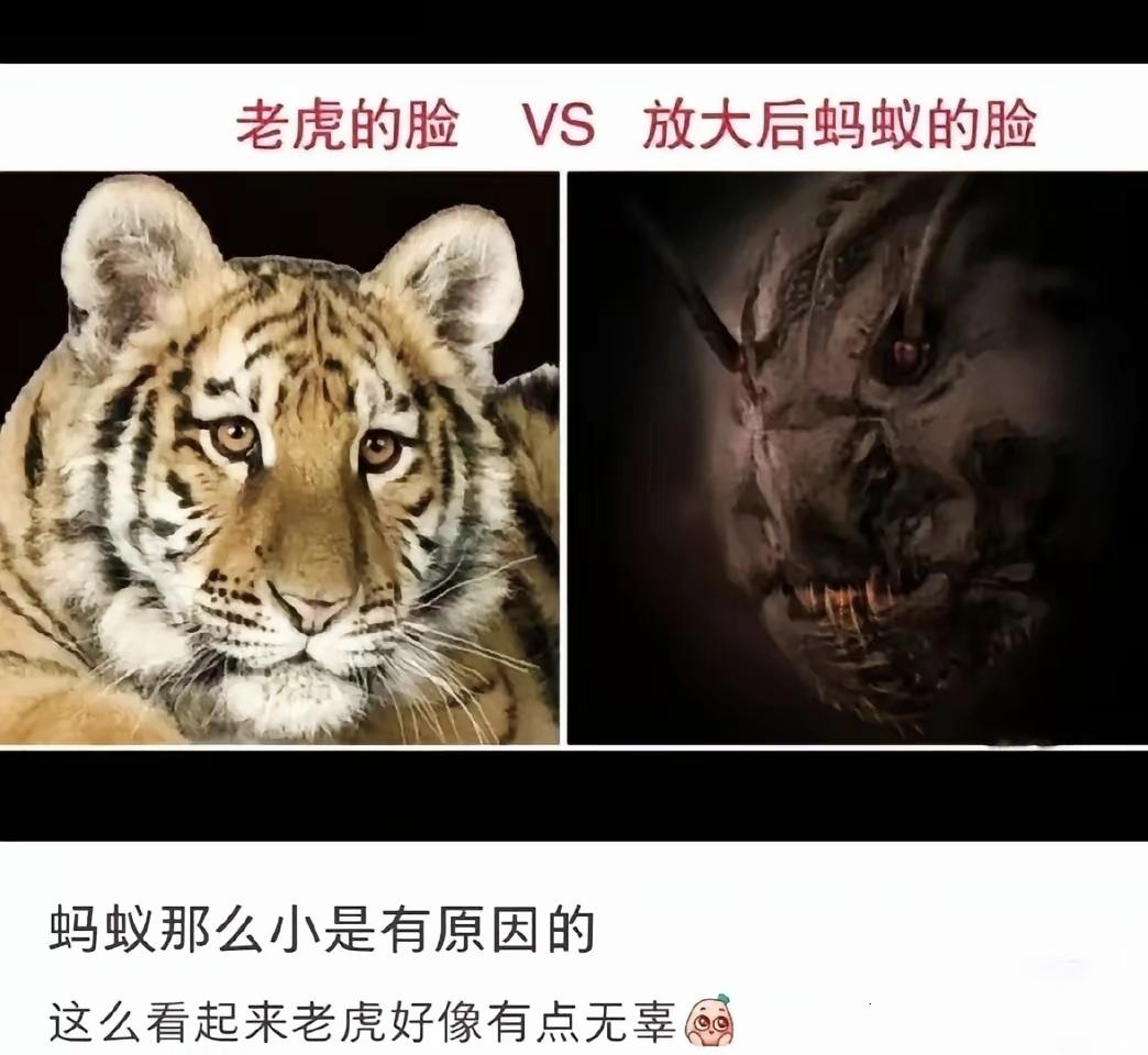 难怪蚂蚁长得这么迷你，放大五官后气场直接碾压猛虎

冷知识 动物反差感 趣味科普