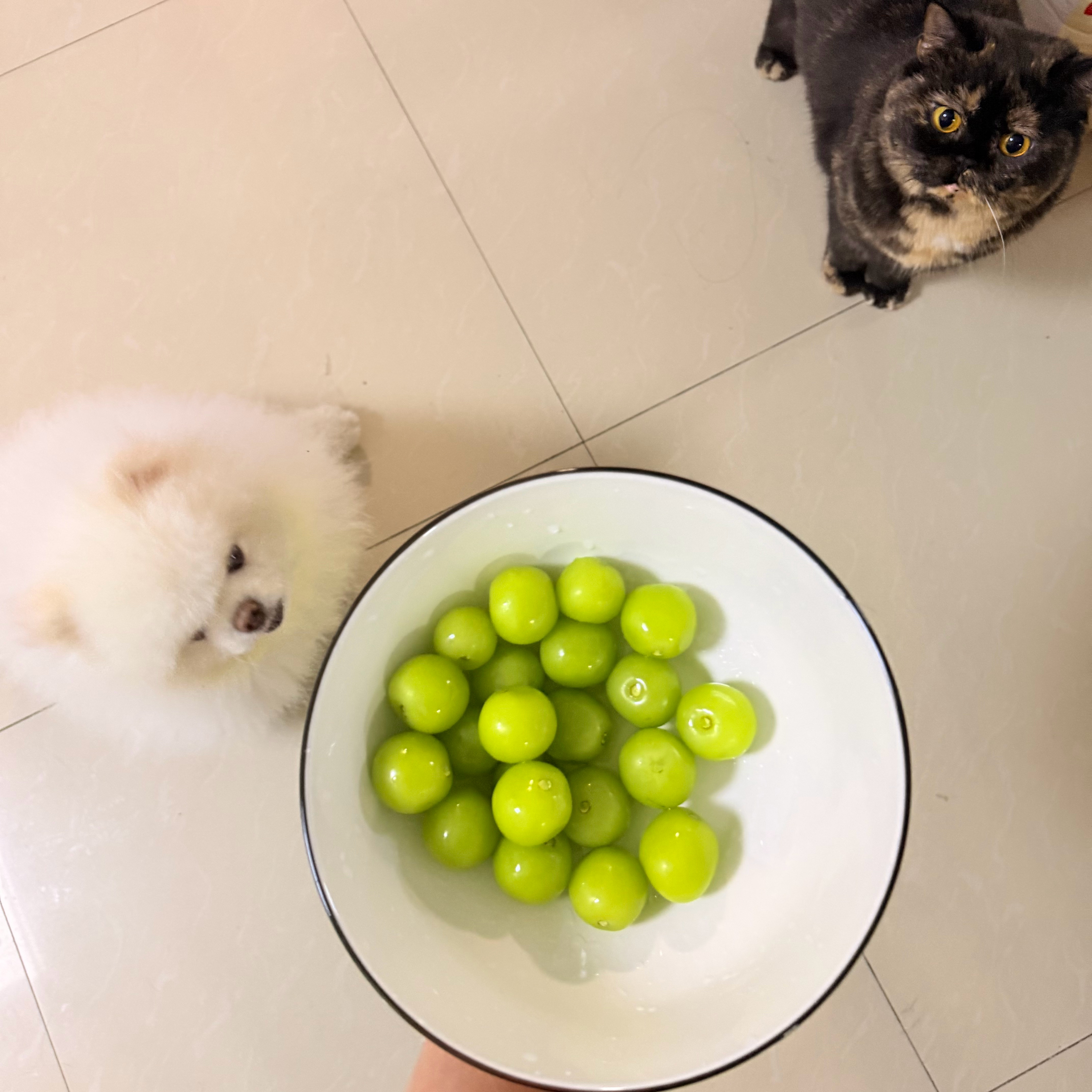 可爱哦 