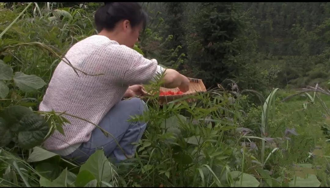 把春日的美好都封进酒里啦！[笑]

四月的山居真的很治愈，不仅有吃不完的野菜，还