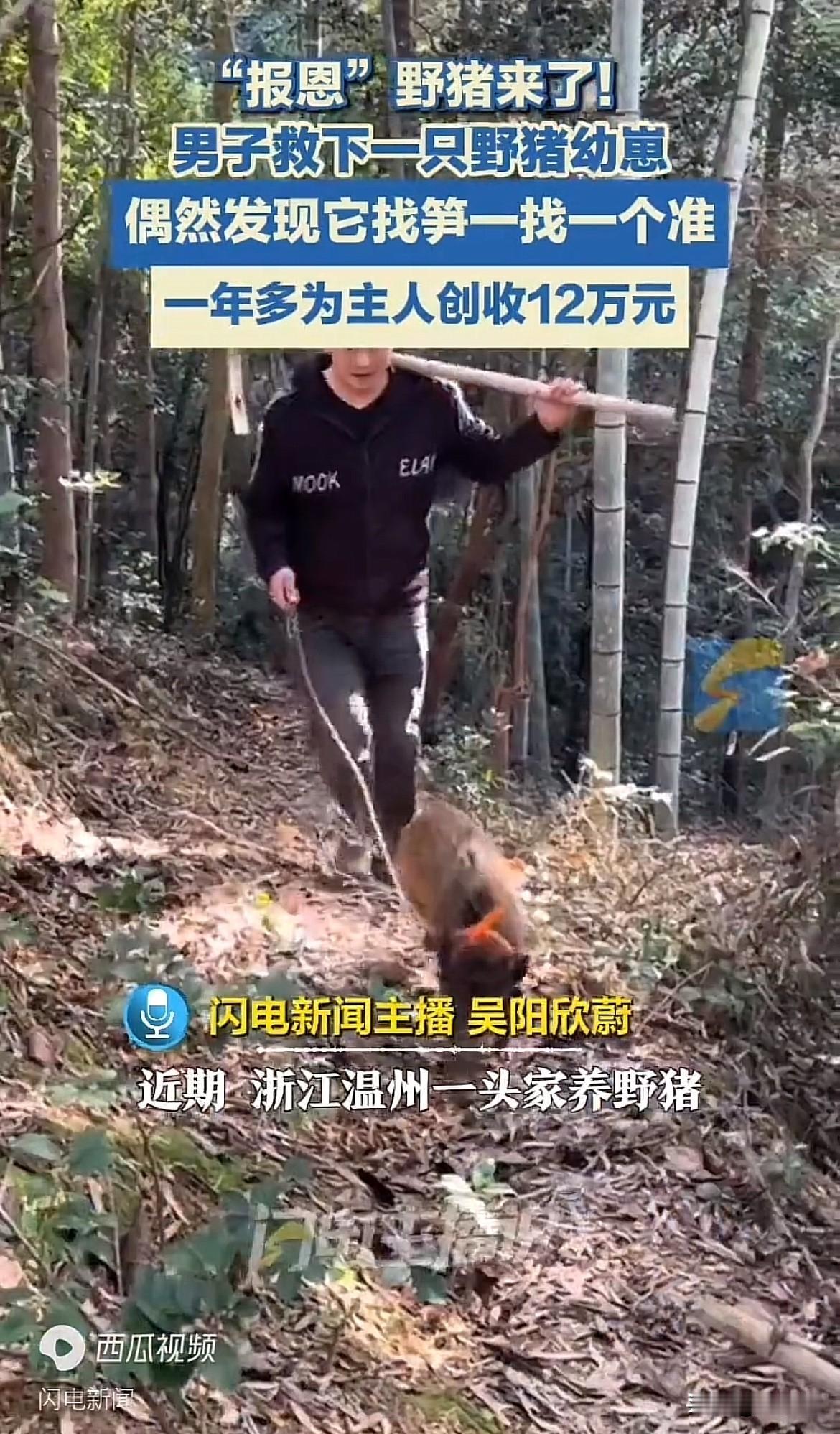 “报恩”野猪来了！男子救下一只野猪幼崽 偶然发现它找笋一找一个准 一年多为主人创
