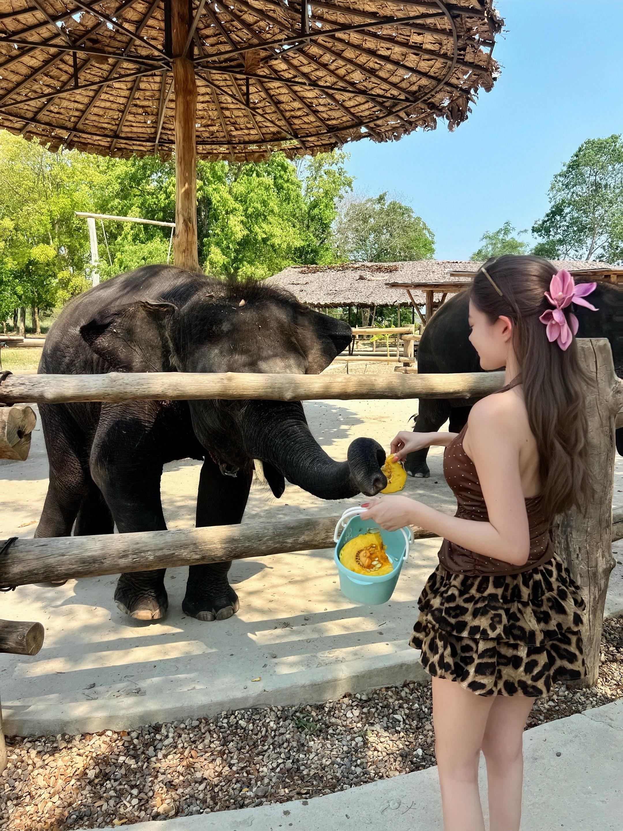 Hi！Elephant 🐘💛在清迈和小象贴贴🤟  🐘