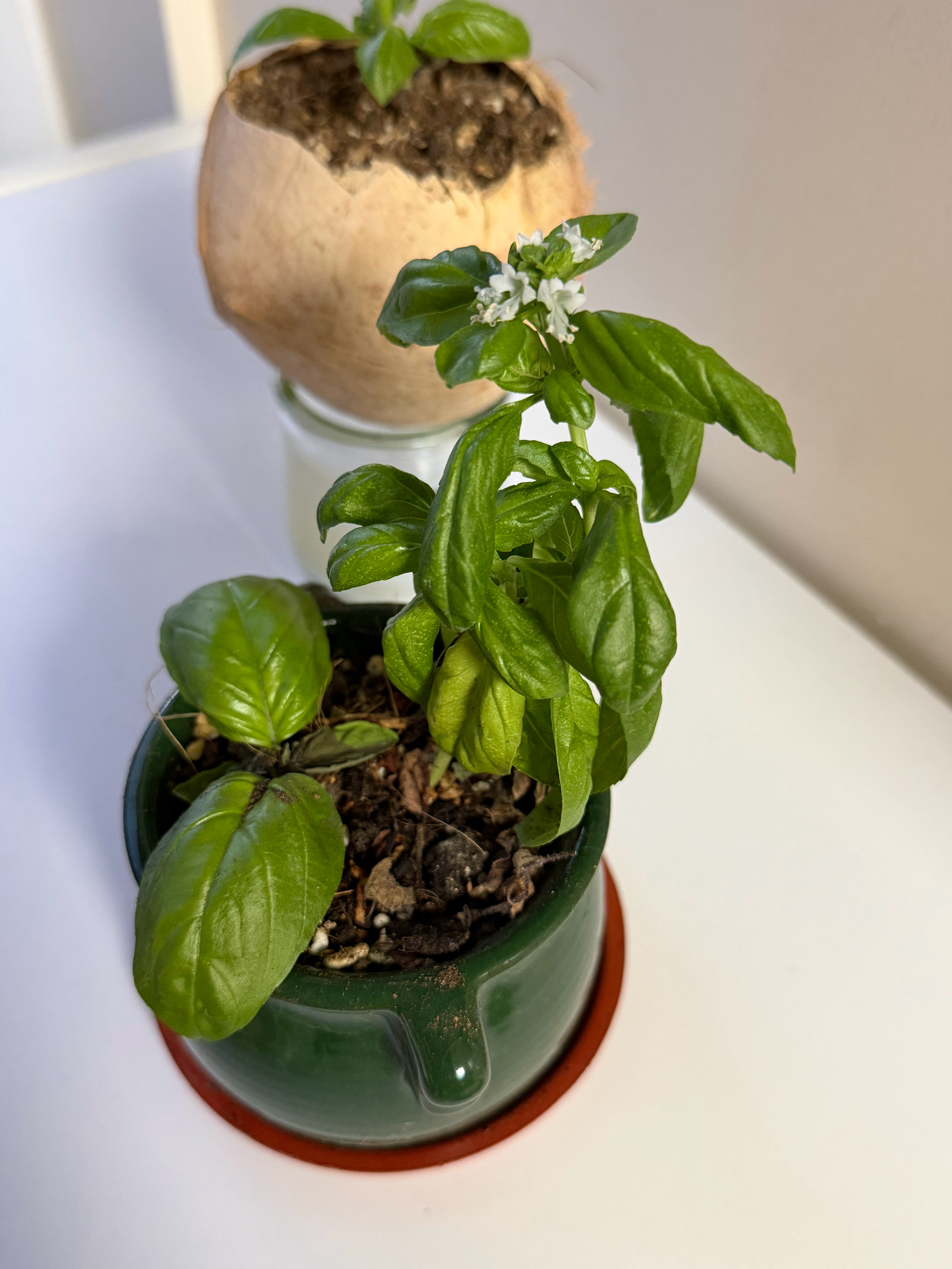 回天津，发现，我种的罗勒居然开花了我都不知道这玩意能开花 天津