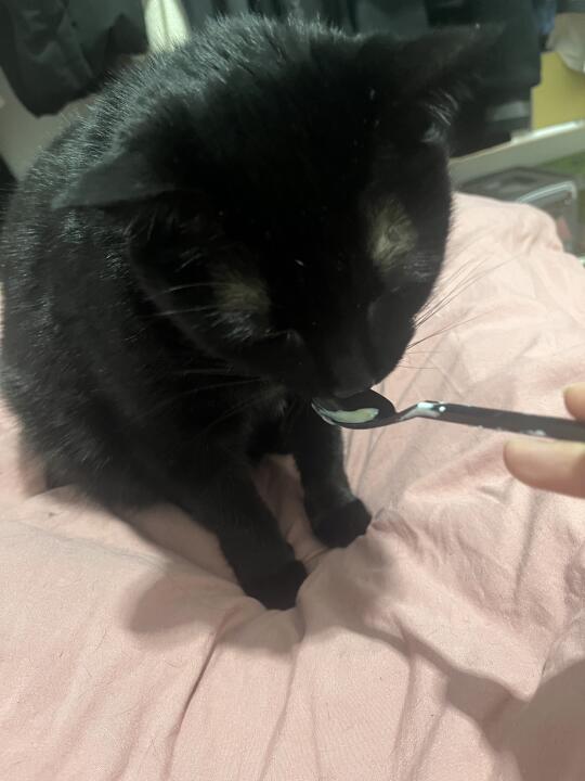 原则上小猫不能在床上吃东西…