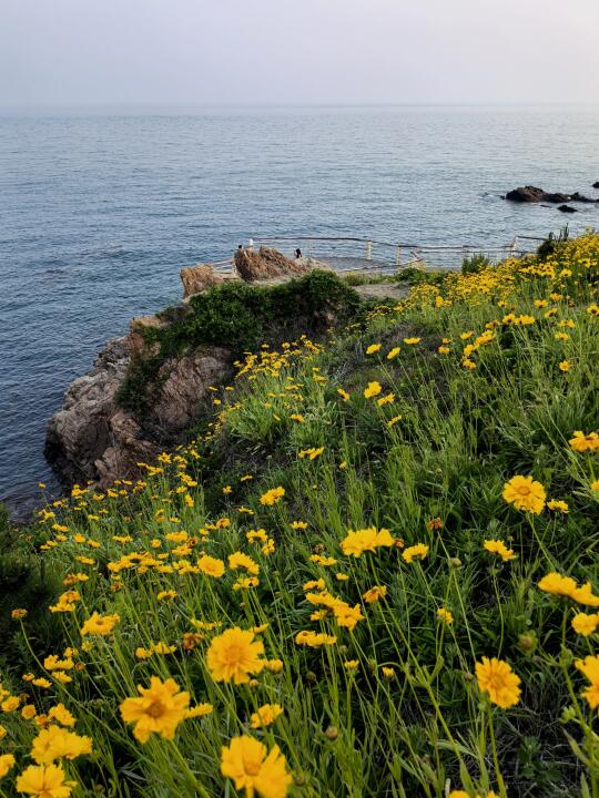 5.29汇报一下，目前黄岛海边被黄花霸占了