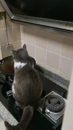 这种专属体验只有养猫人懂！
 
网友家的猫咪妥妥的精致小吃货，作息比谁都规律，每