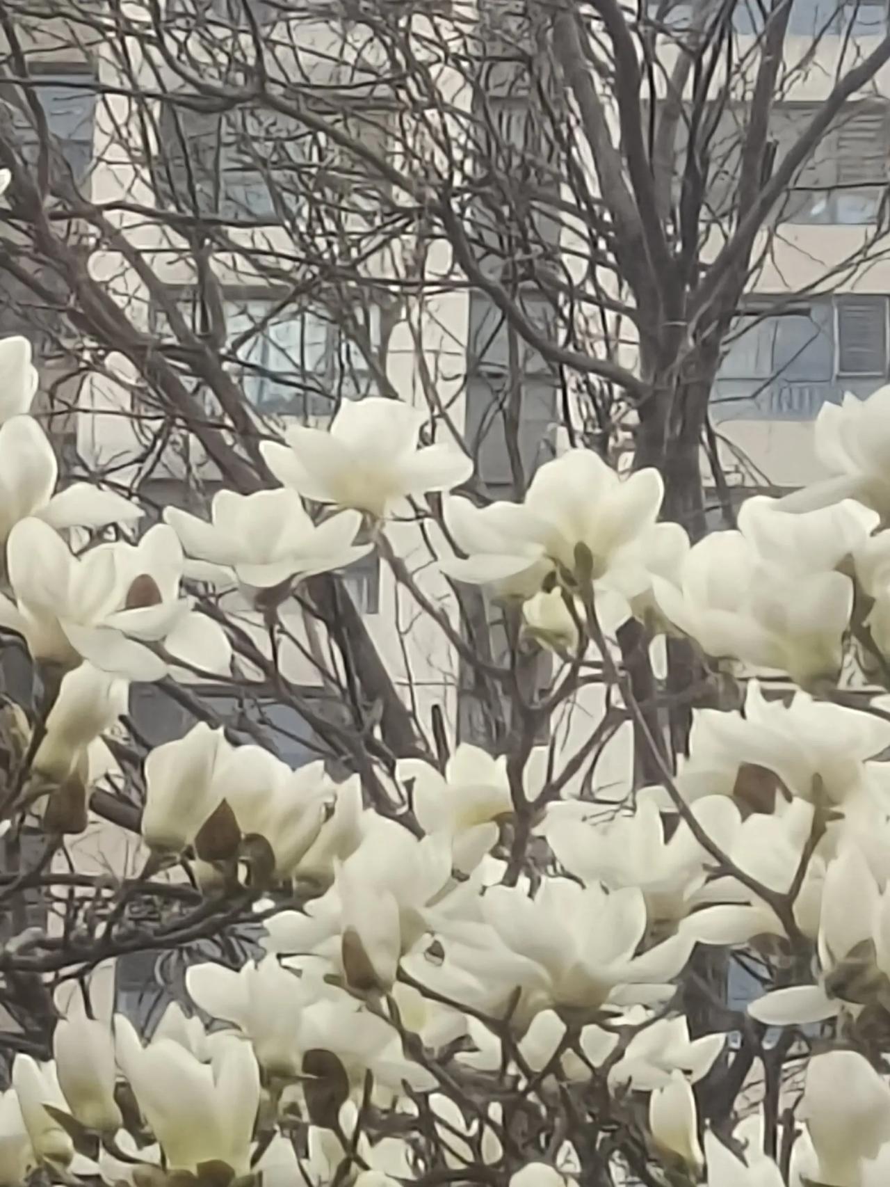 花开花落花满天,你最爱什么花?玉兰