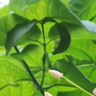 每日一善 粉花藏在绿叶间，是大自然悄悄递来的善意。愿这份清新与美好，也能传递给你
