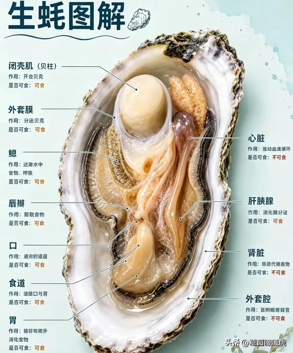 我敢打赌，大多数人吃生蚝，除了壳不能吃，其它都是一口闷！[捂脸][捂脸]