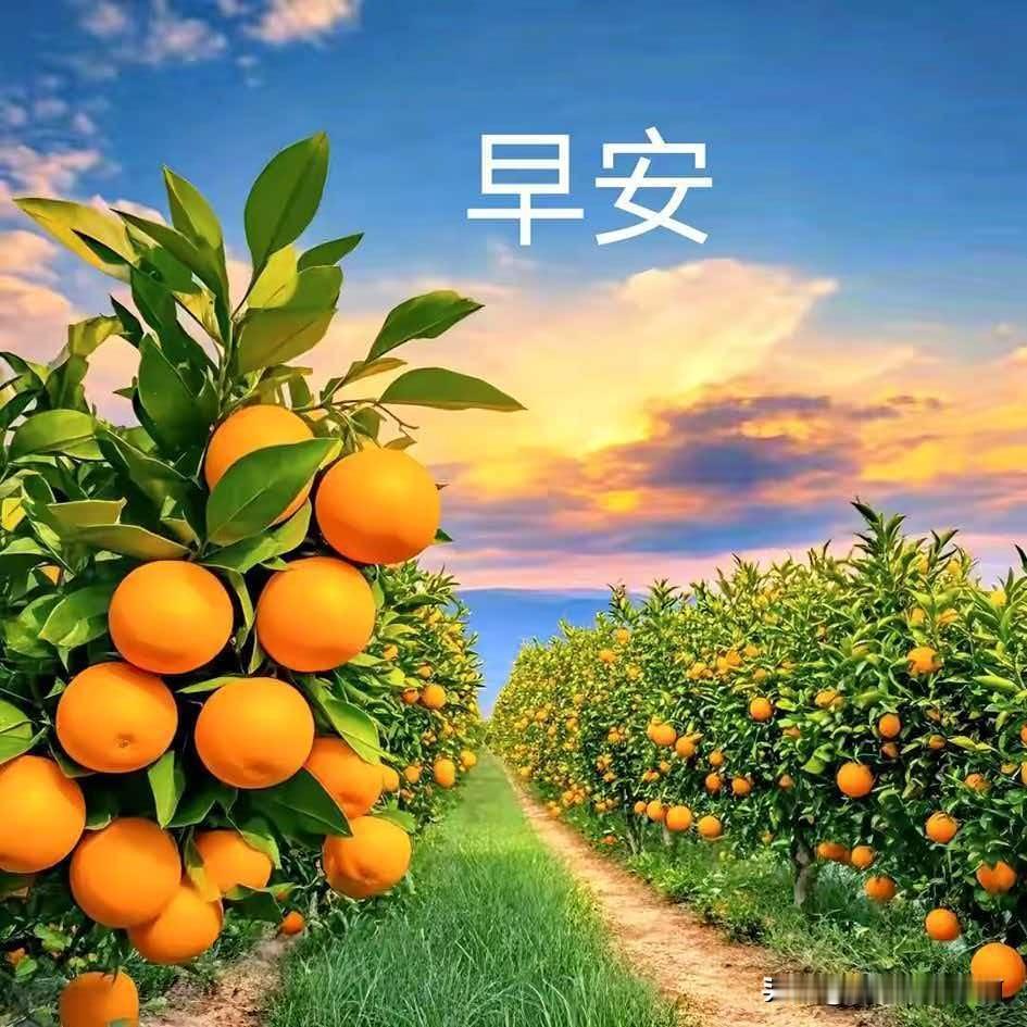 迎着朝阳，遇见一树金黄。
愿往后时光，所得皆所愿，万事皆“橙”功。早安。有多少工