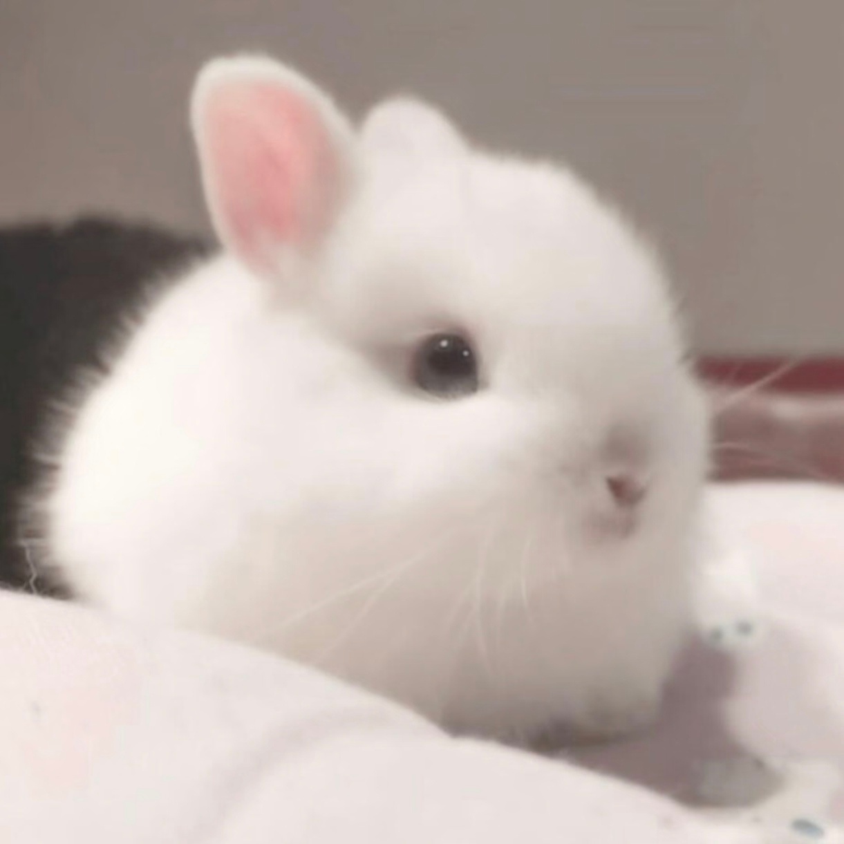 请问你丢的是这只🐕还是这只🐰还是这只🐱 