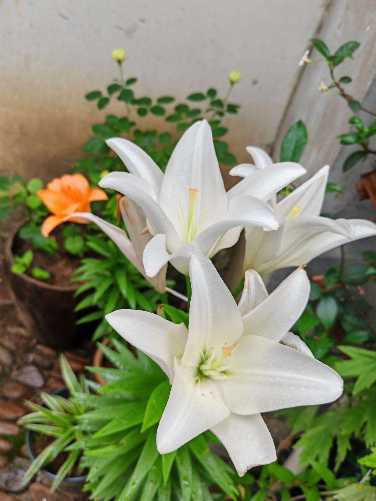 清平乐 · 邻院百合花开
       
邻家庭院，素萼齐齐展。翠叶轻舒何温婉，