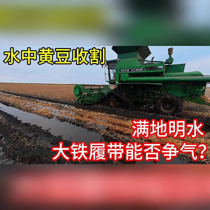 水中收割黄豆，大铁履带争气否？