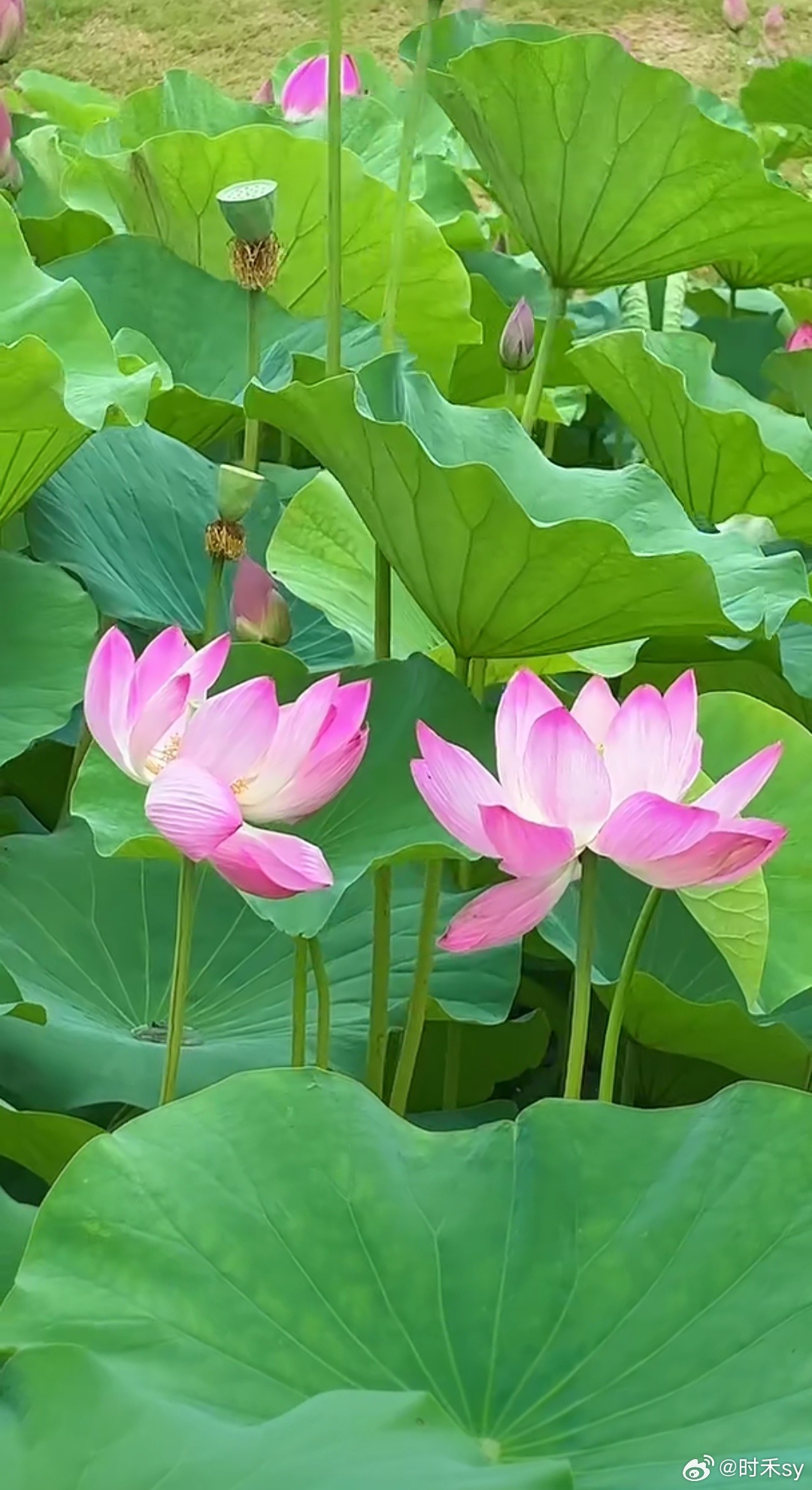 流年似水，忽而半夏，春事已尽，落红成阵。世间万物，似乎都按下了快进键。唯有那一树