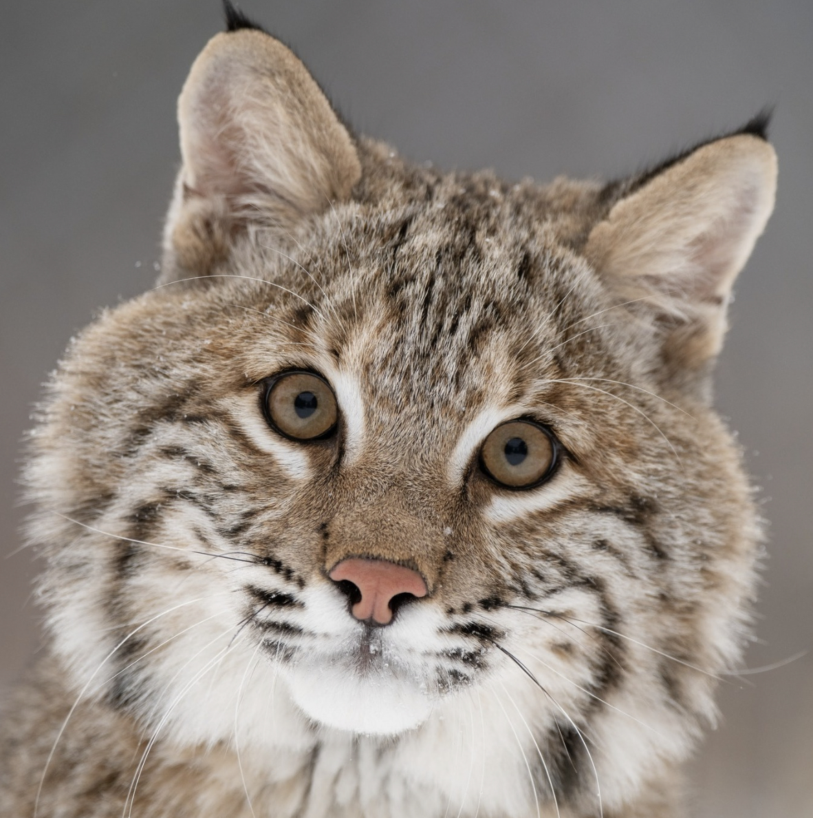 这个救护站的大脸盘子猞猁虽然是bobcat，但是真的好有宝伯特既视感啊！虽然我知