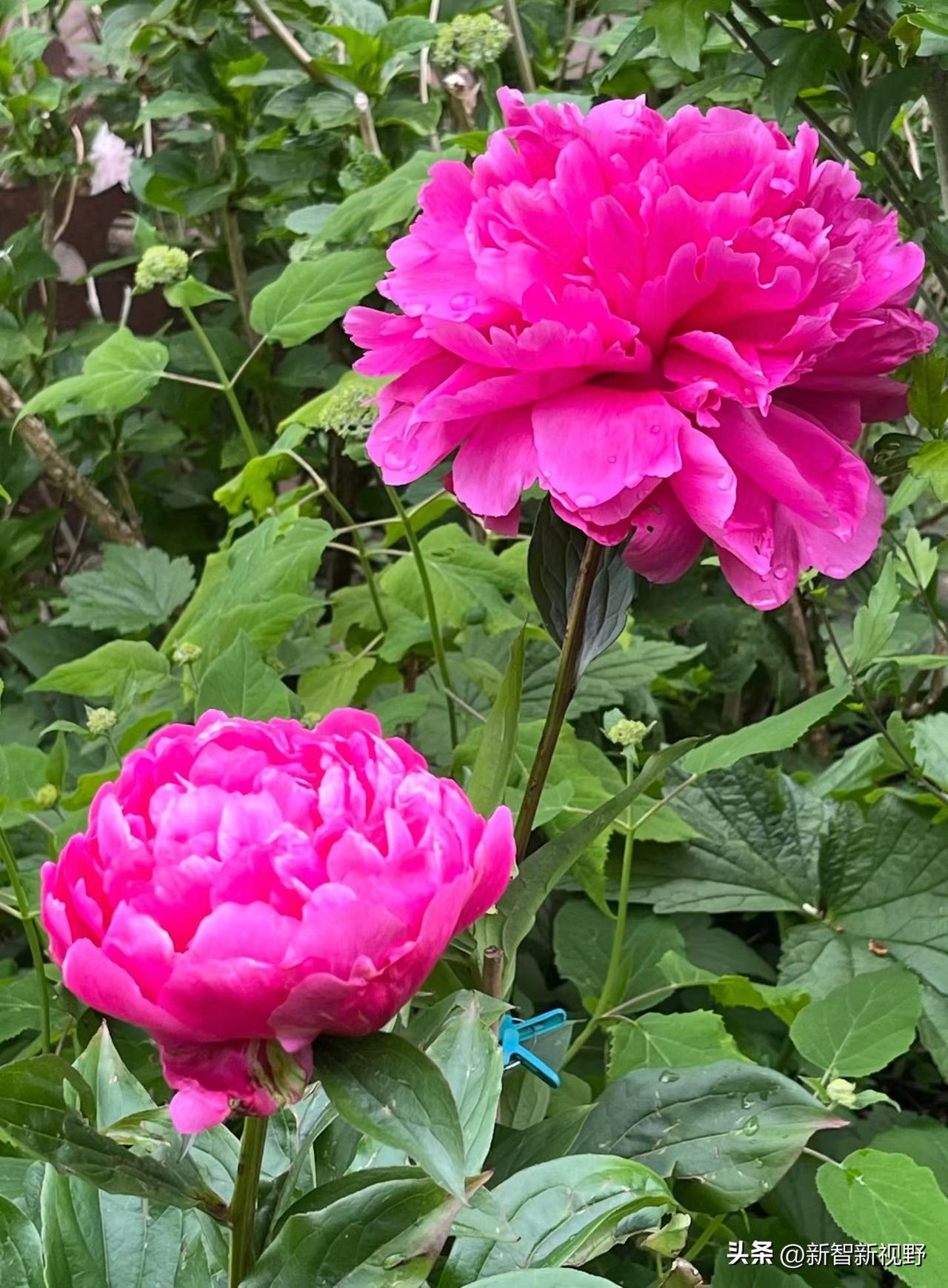 凤翔：粉艳如霞映翠叶，芳菲满目醉人怀分享五颜六色牵牛花 如何养出漂亮的紫藤花 亲