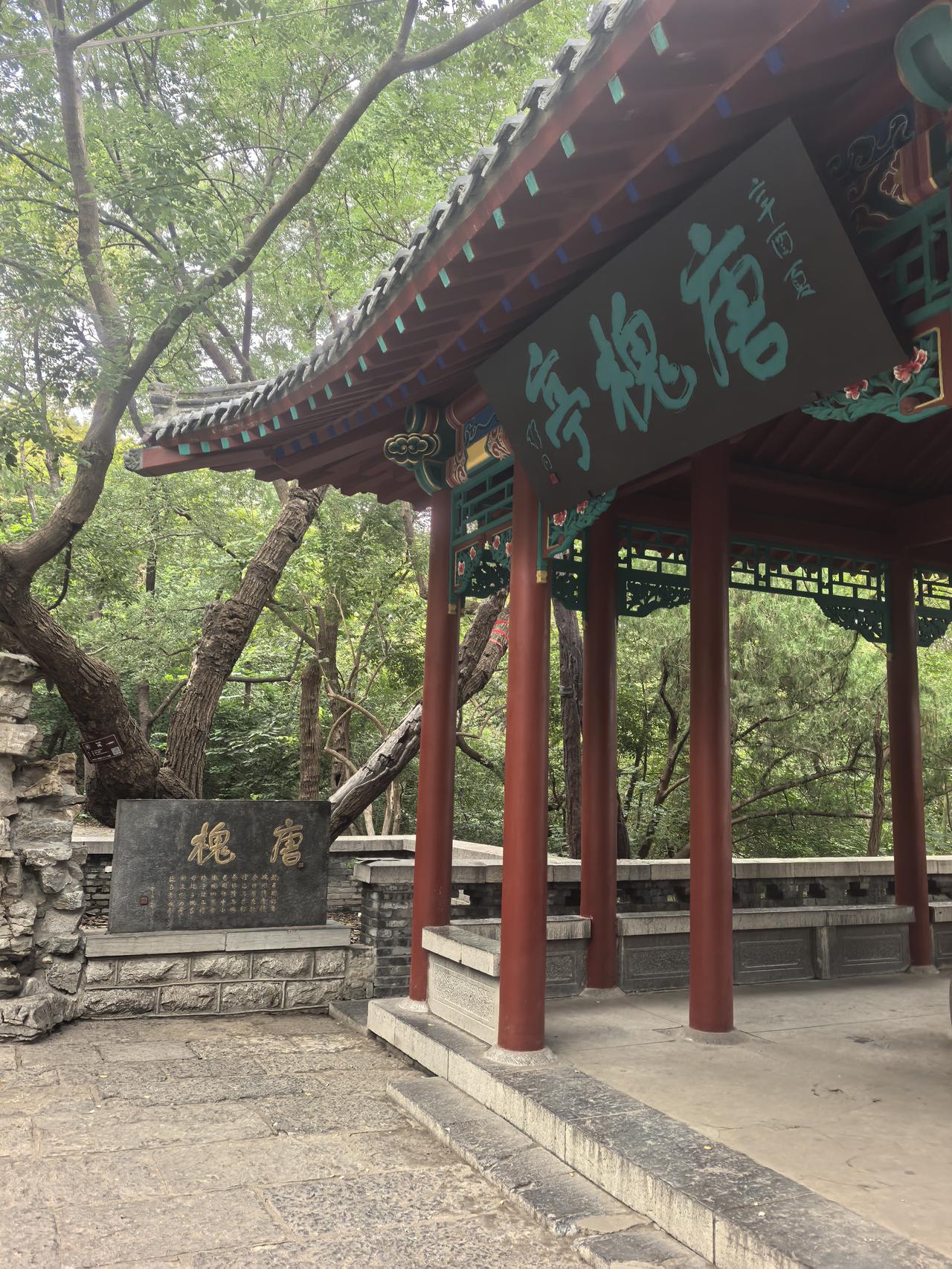 千佛山唐槐
秦二哥栓马树