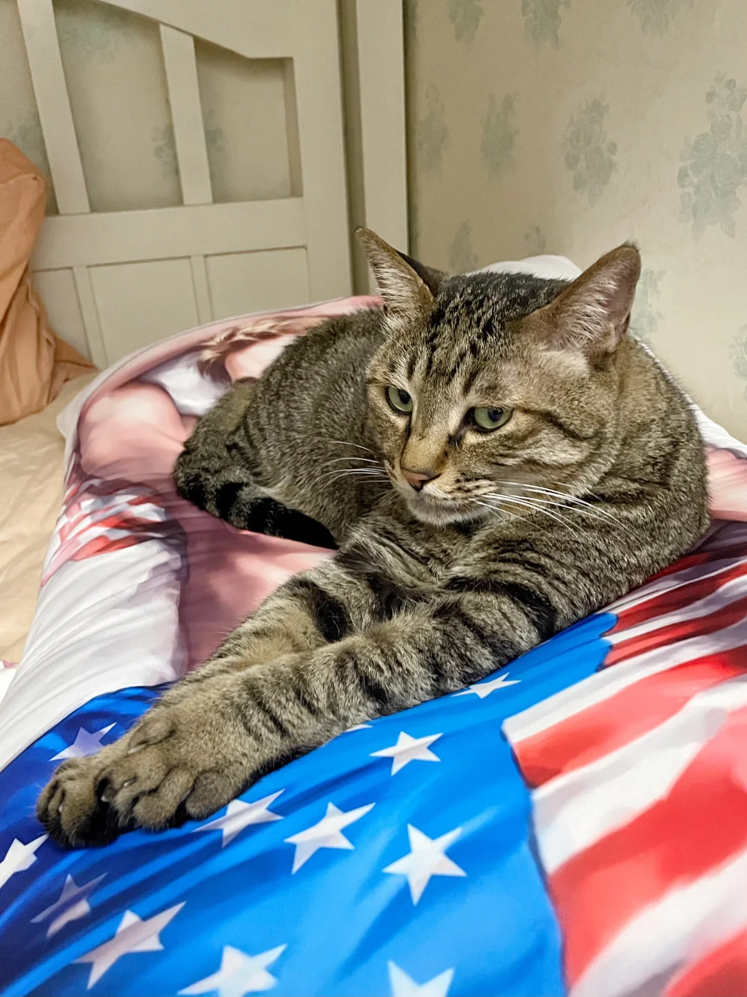 关于我买了个等身抱枕被猫针对了这事
