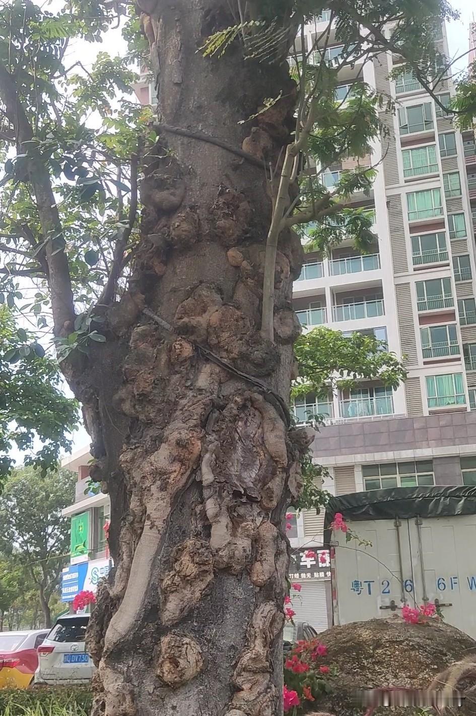 伤痕累累！懂得人都懂！