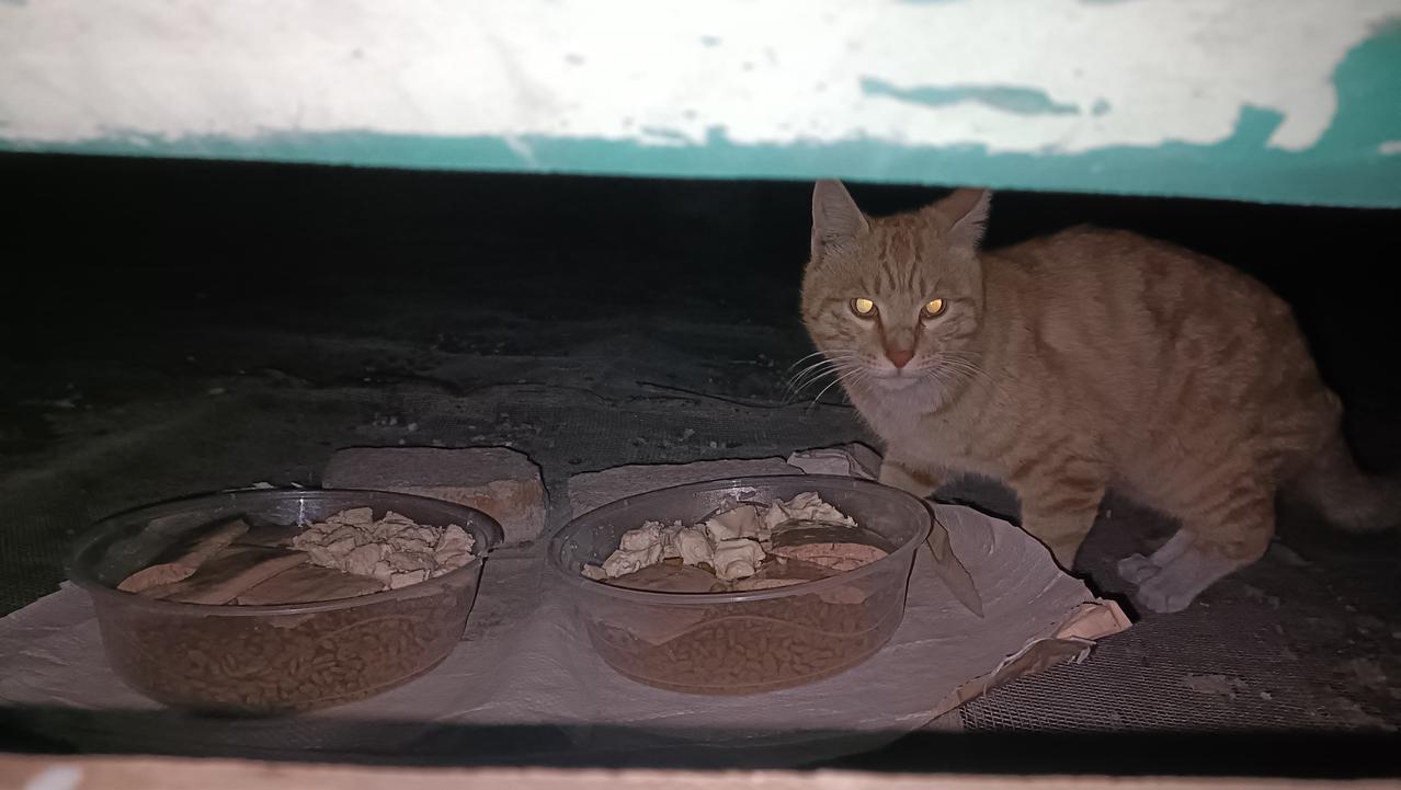 今晚去喂流浪猫，这只笨橘猫终于知道跳到废弃水塔中觅食了！每次它都会等在那里，但当