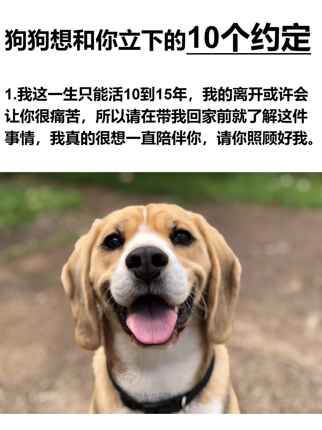 和狗狗的10个约定❤️