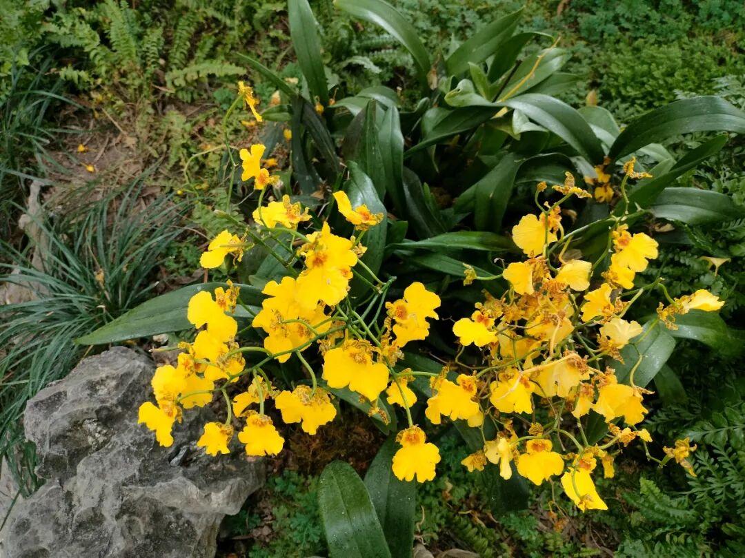 生机勃勃的黄色花朵  在绿意盎然的背景中绽放，带来一抹亮丽的色彩。