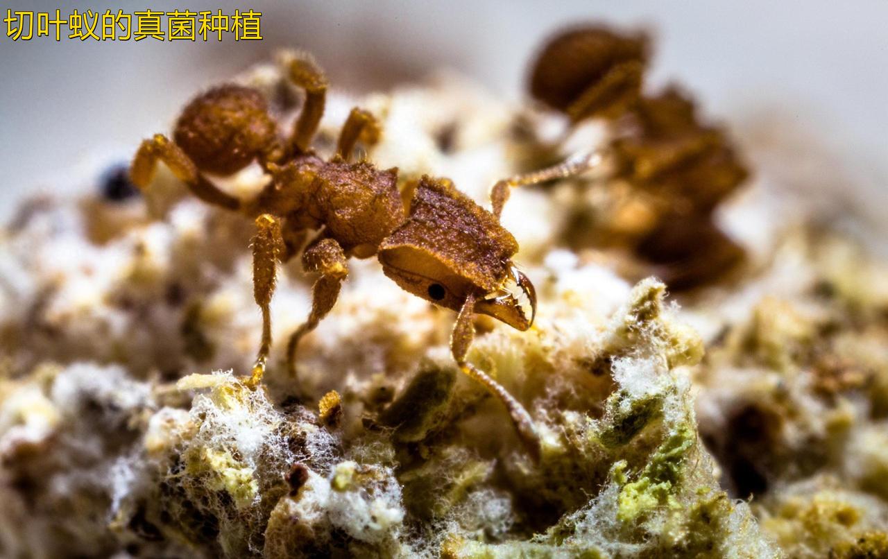 人类并不是唯一掌握农业知识的生物，人类农耕距今仅一万多年，蚂蚁早在6000多万年