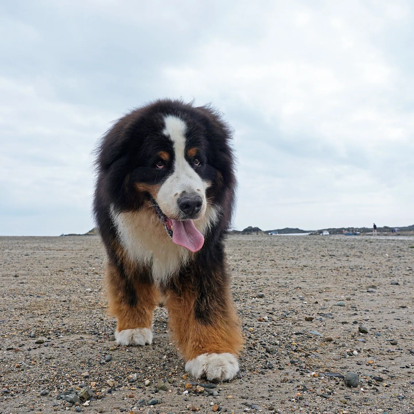 天塌下来不要怕，我有四根腿柱子。ig：albert.olly.bernese ​