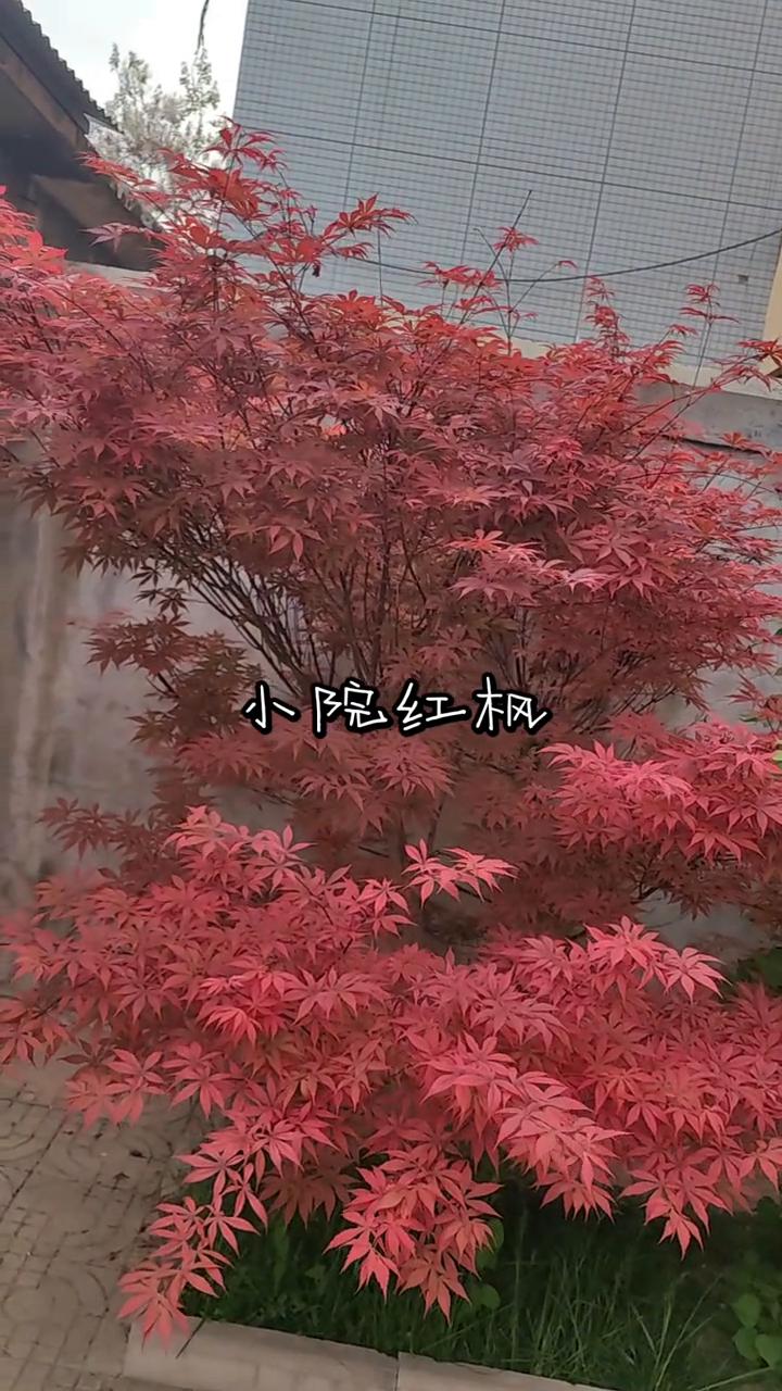 小院红枫。
小院红枫。