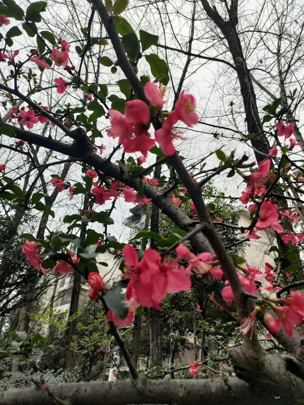 成都的天府绿道是个宝藏地。海棠花盛开的时候，那景象美极了。海棠花不像梅花那么冷艳