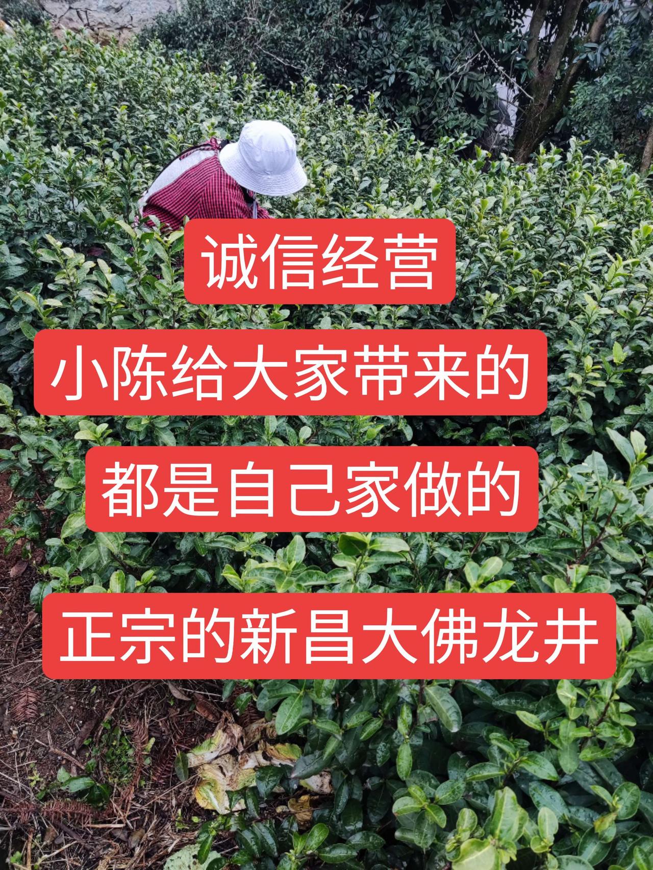 诚信经营，小陈给大家发货的都是自己家做的货真价实的新昌大佛龙井今天你喝茶了吗 爱