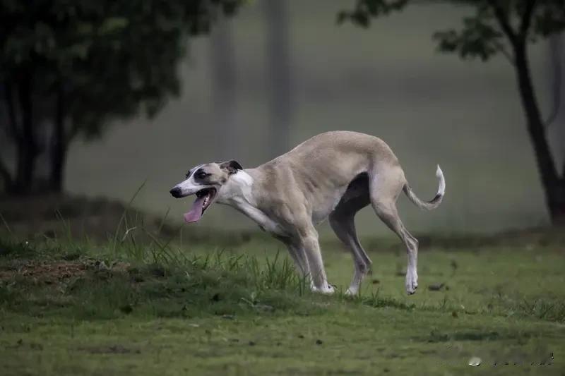灵缇犬堪称“犬界超跑”，奔跑速度那叫一个惊人。它时速可达64km/h，比博尔特还