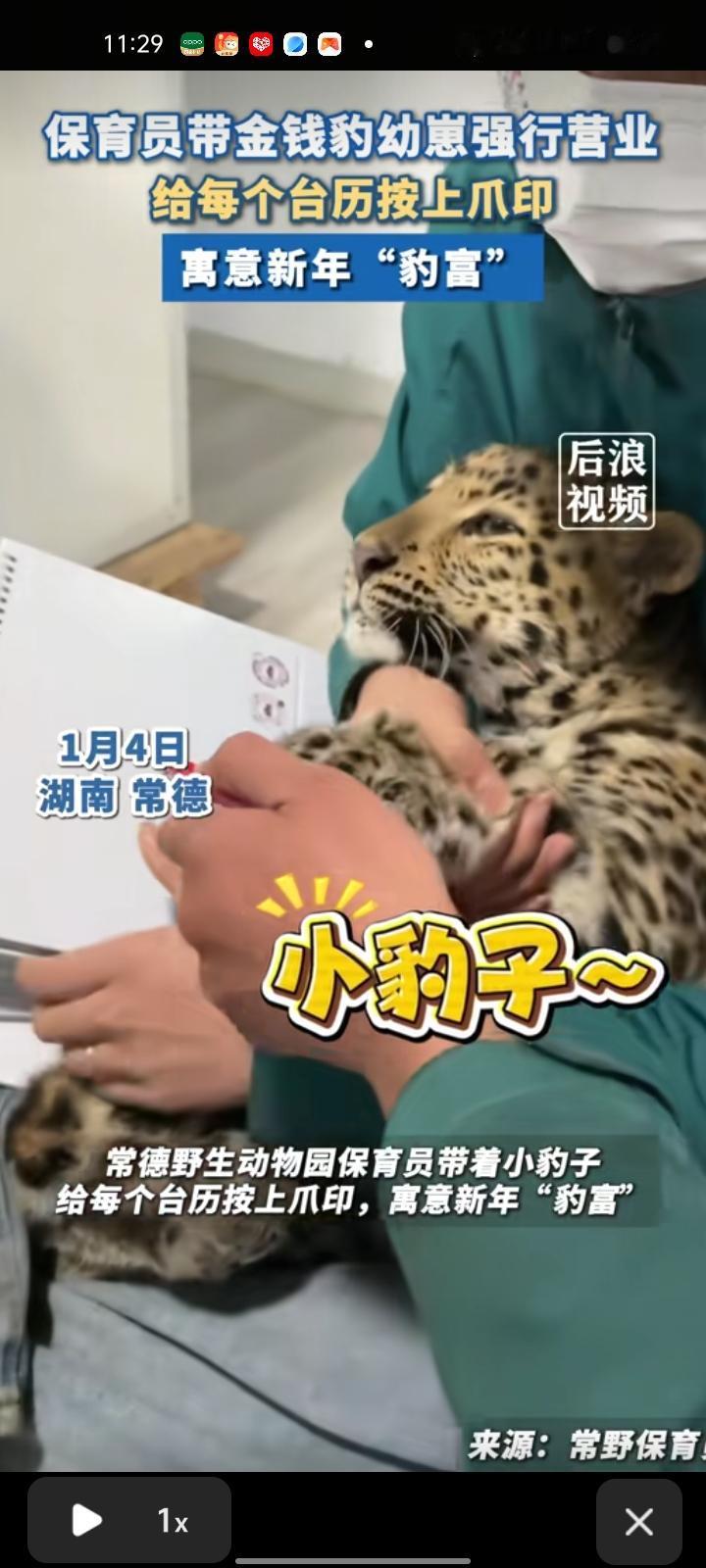 1月4日，常德市汉寿县。动物园保育员带着金钱豹幼崽强行营业，给每个台历按上爪印，
