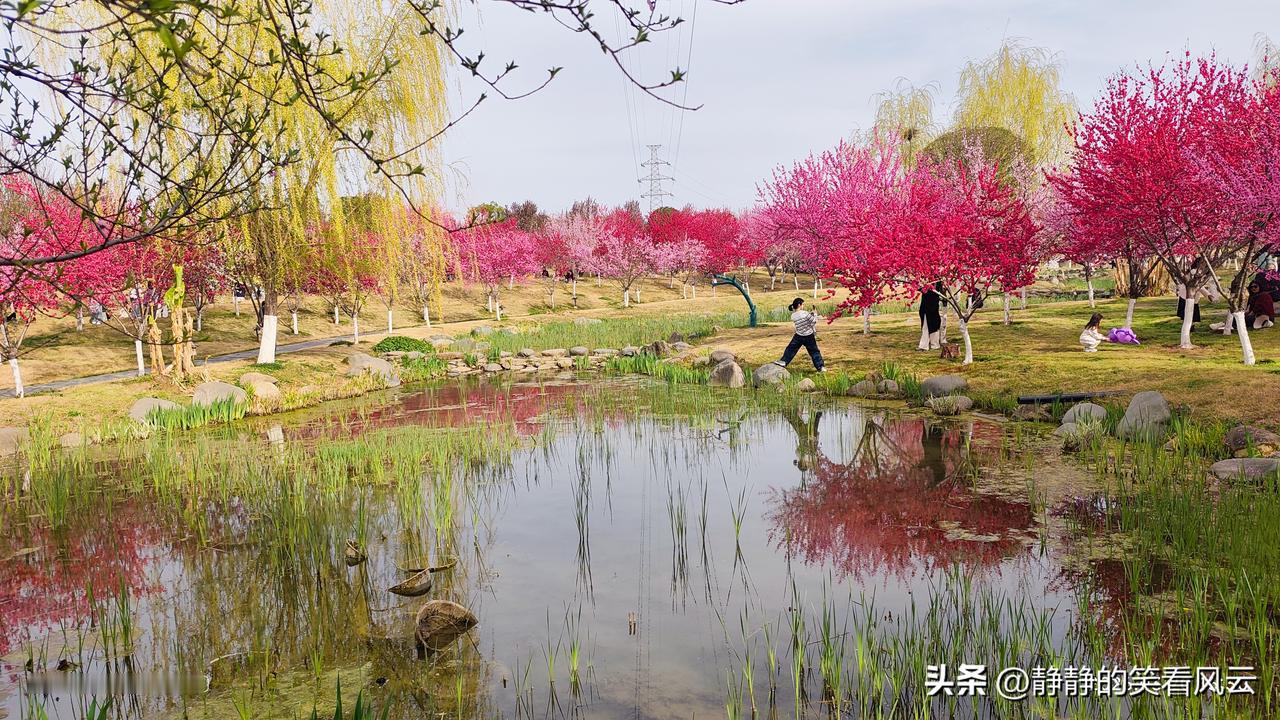 安康高新区的桃花源，随便拍就这么美。
身临其境，美到让人窒息。
三月桃花开，朵朵