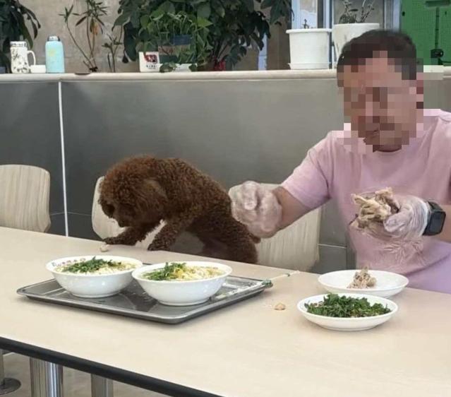 “狗狗上桌吃饭，人狗同席”——沈阳一面馆内，男子带宠物狗入店并直接在餐桌上喂食。