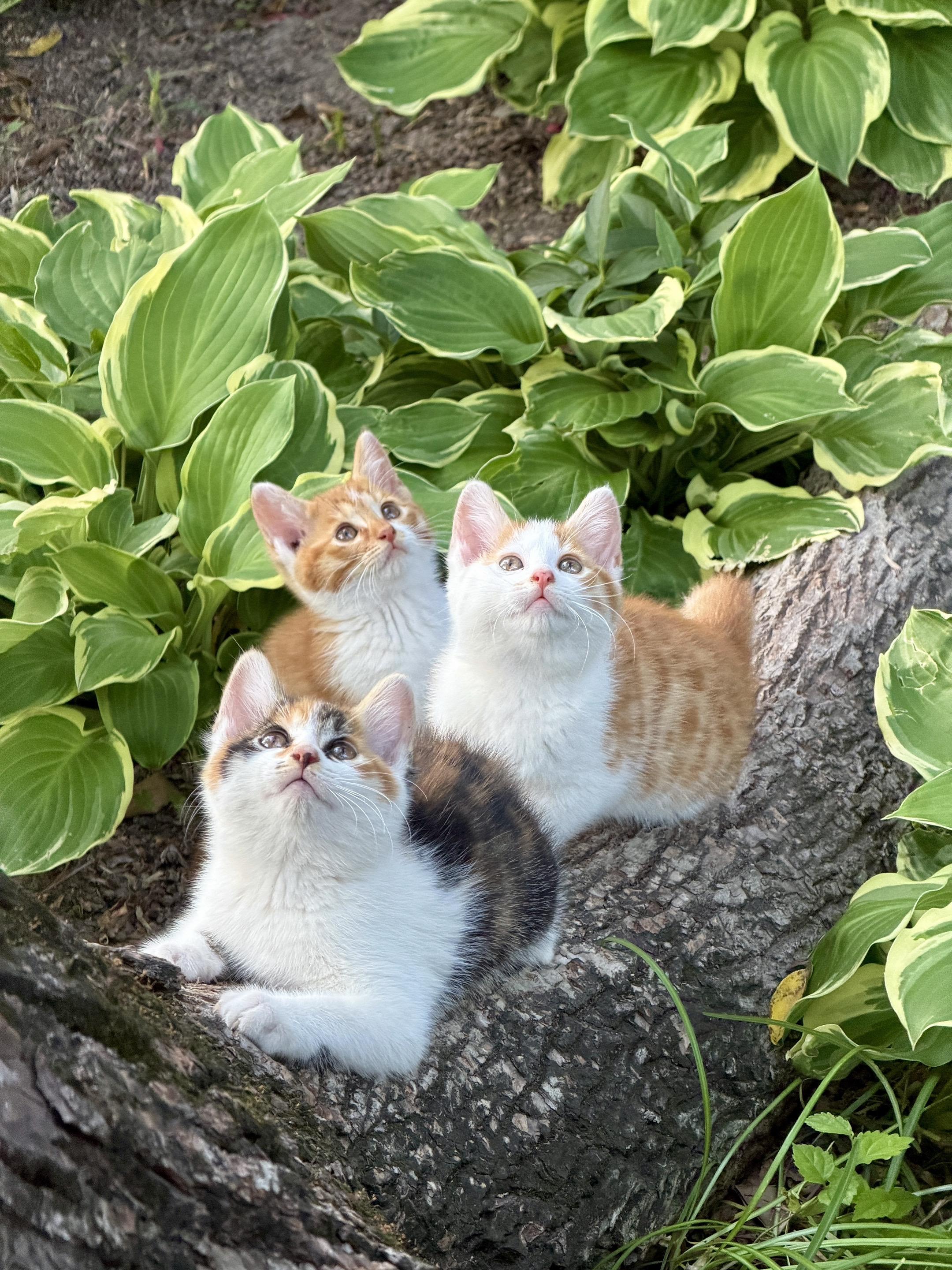 刚拍的，血槽已空 奶猫呀可太萌了，拍得都不舍得走，血槽都空了